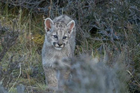 Curious Puma cub Stock Photos