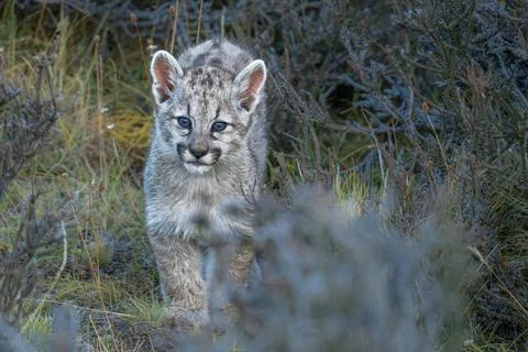 Curious Puma cub Stock Photos
