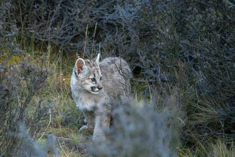 Curious Puma cub Stock Photos