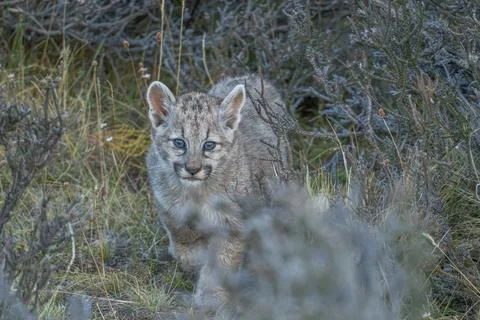 Curious Puma cub Stock Photos
