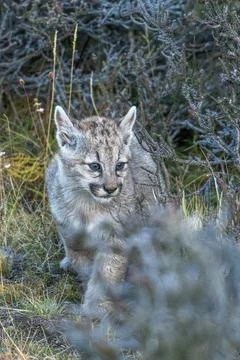 Curious Puma cub Stock Photos