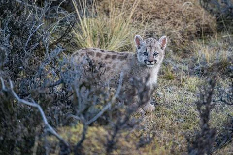 Curious Puma cub Stock Photos