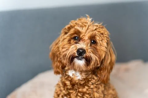 Curious Puppy on Bed Stock Photos