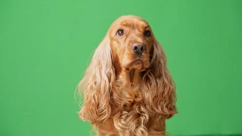 Curious purebred english cocker spaniel looking around with its head and ears Video stock 337769277