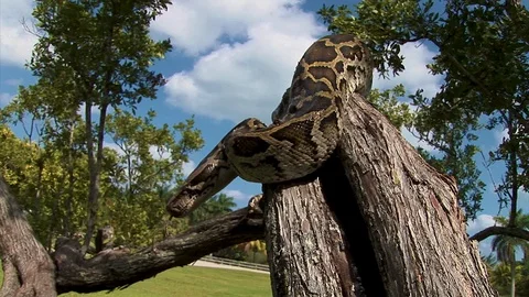 A curious python flicks its tongue in the air while resting high up on a Stock Footage 122893220