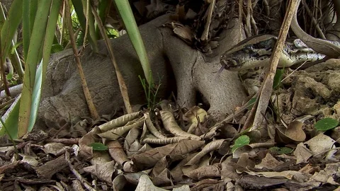 A curious python snake pokes his head into an opening in the trees and Stock Footage 121581970
