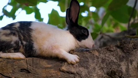 Curious rabbit with expressive eyes and soft fur laying on a tree. Stock Footage 342765089