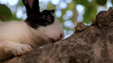 Curious rabbit with expressive eyes and soft fur sitting on a tree. Stock Footage 342765104
