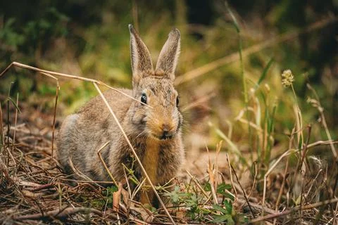Curious Rabbit in the Field Stock Photos