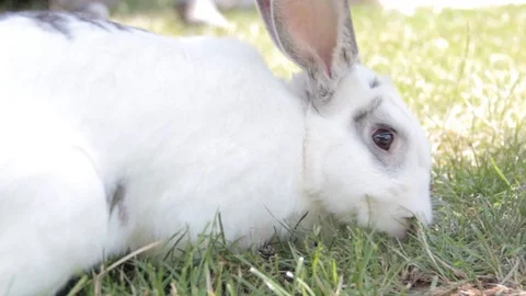 Curious rabbit Stock Footage 90462802