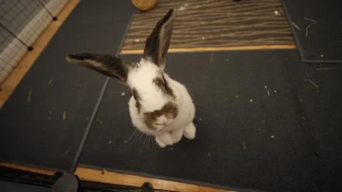 Curious Rabbit Stock Photos