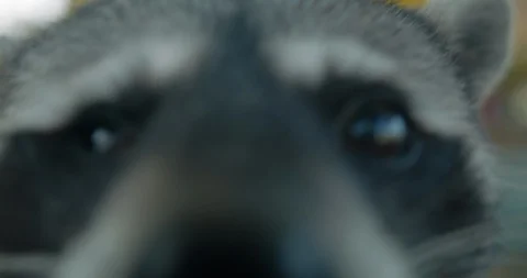 Curious Raccoon Attacks Camera after Sniffing Thoroughly 스톡 동영상 127864042