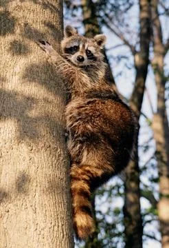 Curious racoon Stock Photos