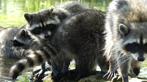 Curious racoons log sunny day Stock Footage 68061818