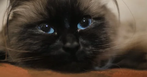 Curious Ragdoll Cat With Bright Blue Eyes in Extreme Close Up Stock Footage 86338567