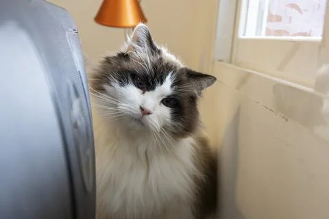 Curious ragdoll cat tilting head looking around Fotos de archivo