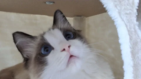 A curious Ragdoll kitten sitting inside a cat tree. Stock Footage 95181378