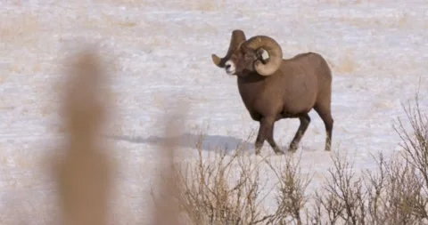 Curious Ram Pauses In The Snow Vídeo Stock 239964522