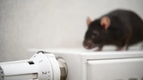 Curious rat exploring a radiator in a cozy indoor setting during winter Stock Footage 300033992