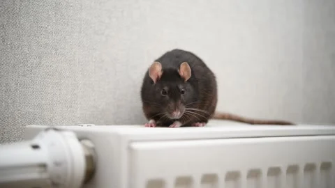 Curious rat exploring a radiator in a cozy indoor setting during winter Video stock 300033993
