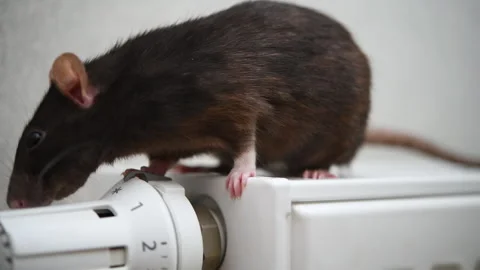 Curious rat exploring a radiator in a cozy indoor setting during winter Stock Footage 302875976