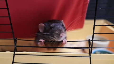 Curious rat peeking out from its cage, whiskers twitching with interest Stock Footage 339211055