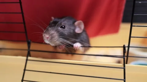 Curious rat peeking through cage bars with bright red background Stock Footage 339211473
