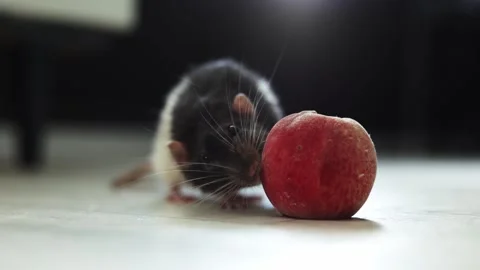 Curious rat sniffs a small red fruit on a wooden floor indoors Stock Footage 340563829
