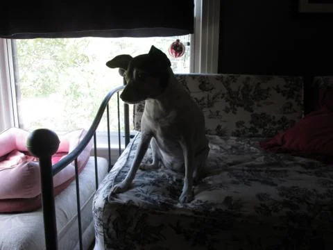A Curious Rat Terrier Stock Photos