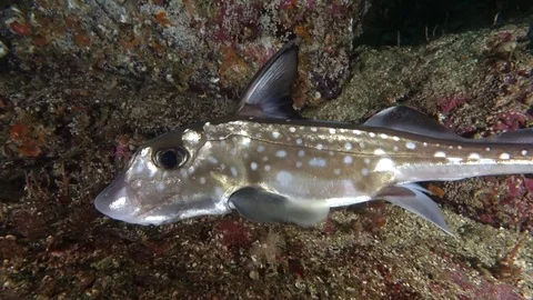 Curious ratfish Vídeo Stock 79581715