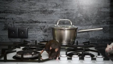Curious rats exploring a stovetop in a kitchen setting during the day Stock Footage 300081384