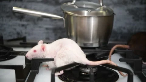 Curious rats exploring a stovetop in a kitchen setting during the day Video stock 300081439