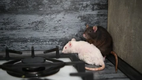 Curious rats exploring a stovetop in a kitchen setting during the day Stock Footage 300081475