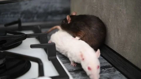 Curious rats exploring a stovetop in a kitchen setting during the day Video stock 300081596