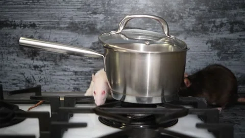 Curious rats exploring a stovetop in a kitchen setting during the day Video stock 300081636