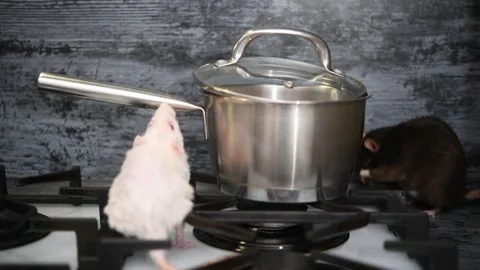 Curious rats exploring a stovetop in a kitchen setting during the day Video stock 300081648