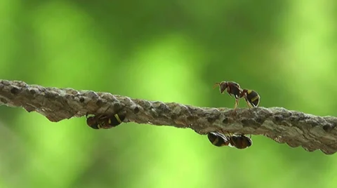 Curious but really confused 스톡 동영상 37810297