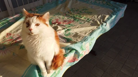 Curious red and white kitten sitting on a garden table, beautiful cat Stock Footage 122461726