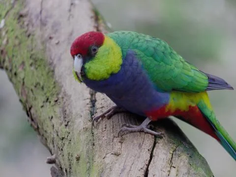 Curious Red Capped Parrot in a tree photo Stock Photos