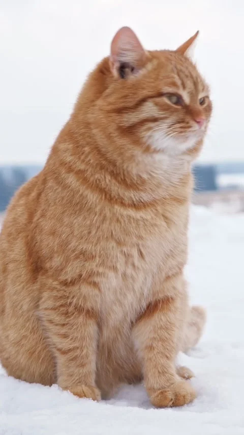 Curious red cat with fluffy fur and green eyes sitting in the fresh white snow Stock Footage 342905060