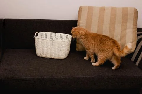 Curious red cat Stock Photos