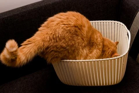 Curious red cat Stock Photos