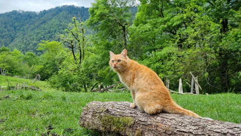 A curious red cat sitting on a log near a forest in the mountains and looking Stock Footage 276617172