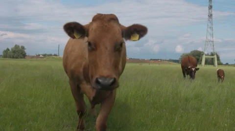 Curious red cow Stock Footage 39832822