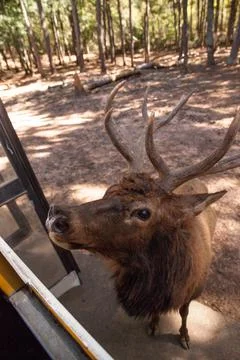 Curious red deer Cervus elaphus stag with large horns i Stock Photos