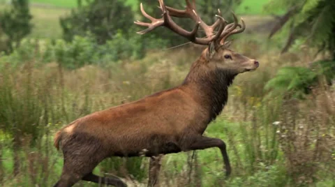 Curious red deer checking for danger. Stock Footage 22662923