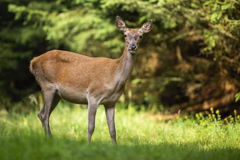 Curious red deer doe facing camera on a small meadow with trees in background Stock Photos
