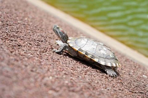 Curious Red-eared Slider Turtle on Bank Near Water Stock Photos