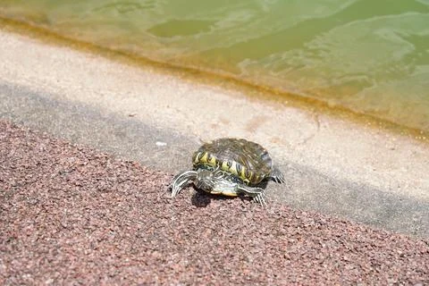Curious Red-Eared Slider Turtle Basking by the Waters Edge 스톡 사진