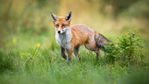 Curious red fox approaching on a glade with green grass and small spruce tree Stock Photos